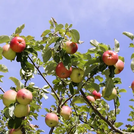 公寓 豪斯阿尔彭弗里奇公寓 *