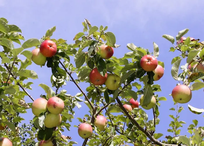 Apartament Haus Alpenfriede *